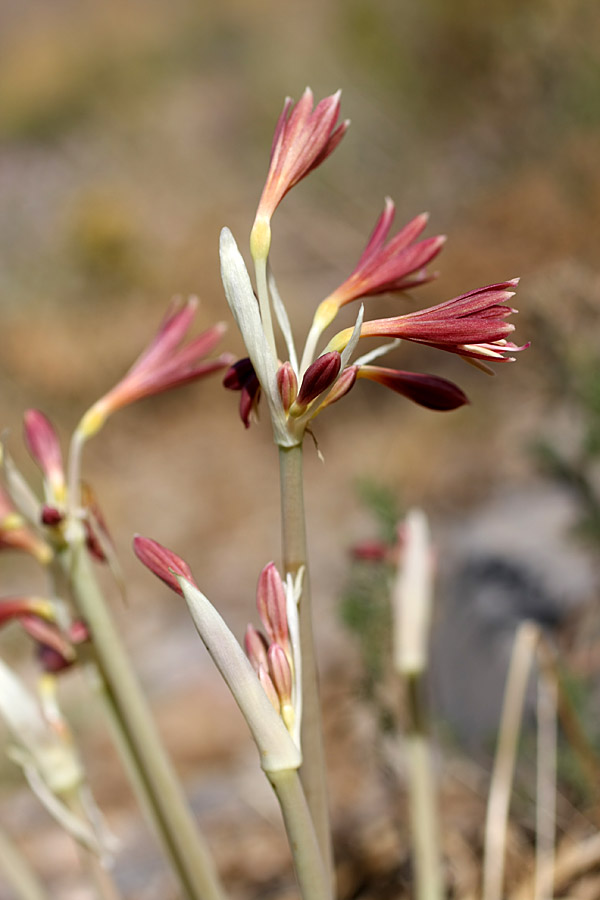 Image of Ungernia sewerzowii specimen.