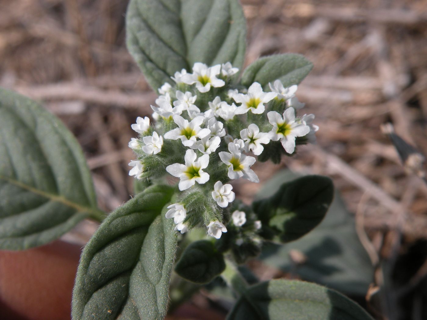 Image of Heliotropium europaeum specimen.