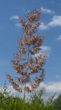 genus Calamagrostis