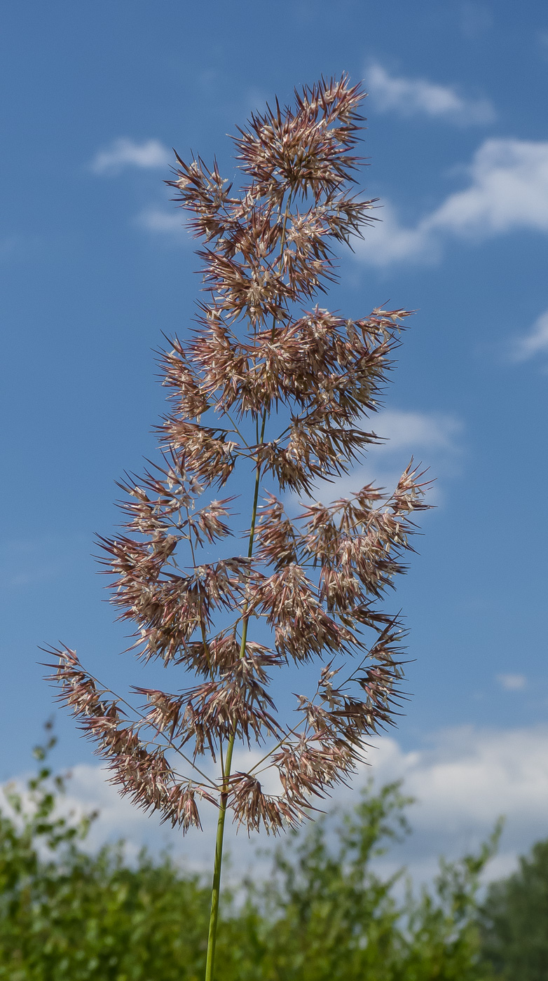 Image of genus Calamagrostis specimen.