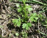 Ranunculus sceleratus