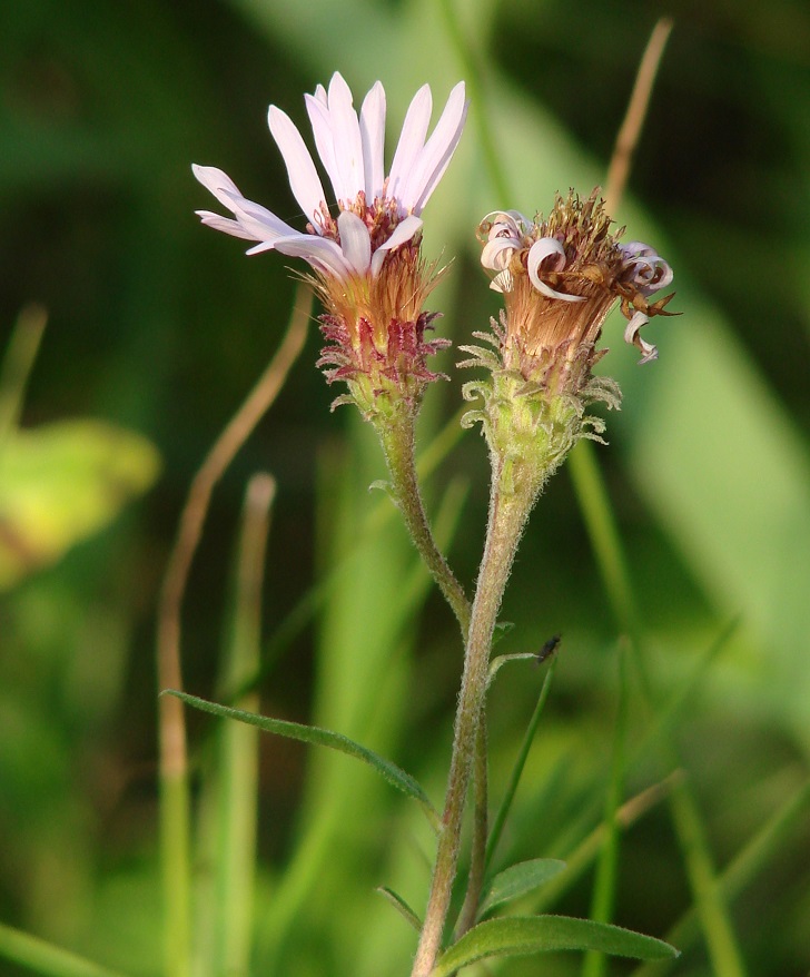 Image of Aster sibiricus specimen.