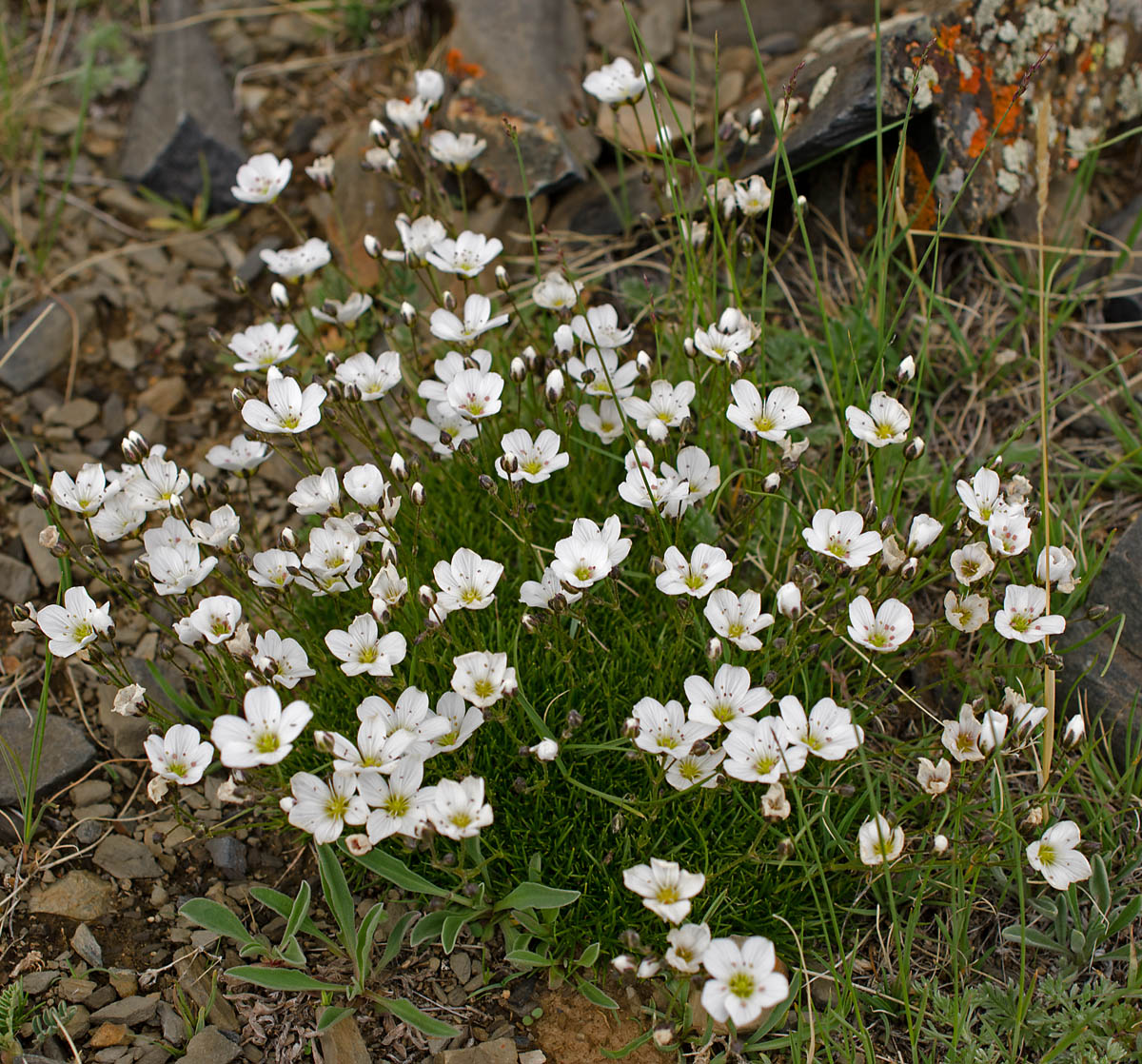 Image of Eremogone meyeri specimen.