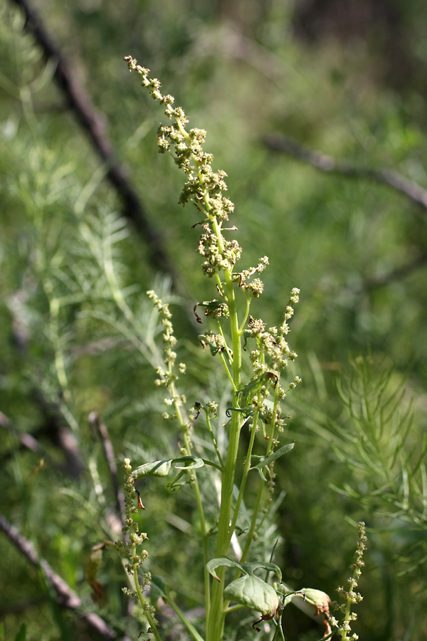 Изображение особи Spinacia turkestanica.