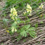 Corydalis bracteata. Цветущие растения. Восточный Казахстан, Глубоковский р-н, окр. с. Тарханка, склон сопки. 02.05.2013.