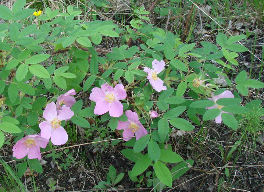 Image of Rosa davurica specimen.