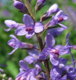 Veronica longifolia