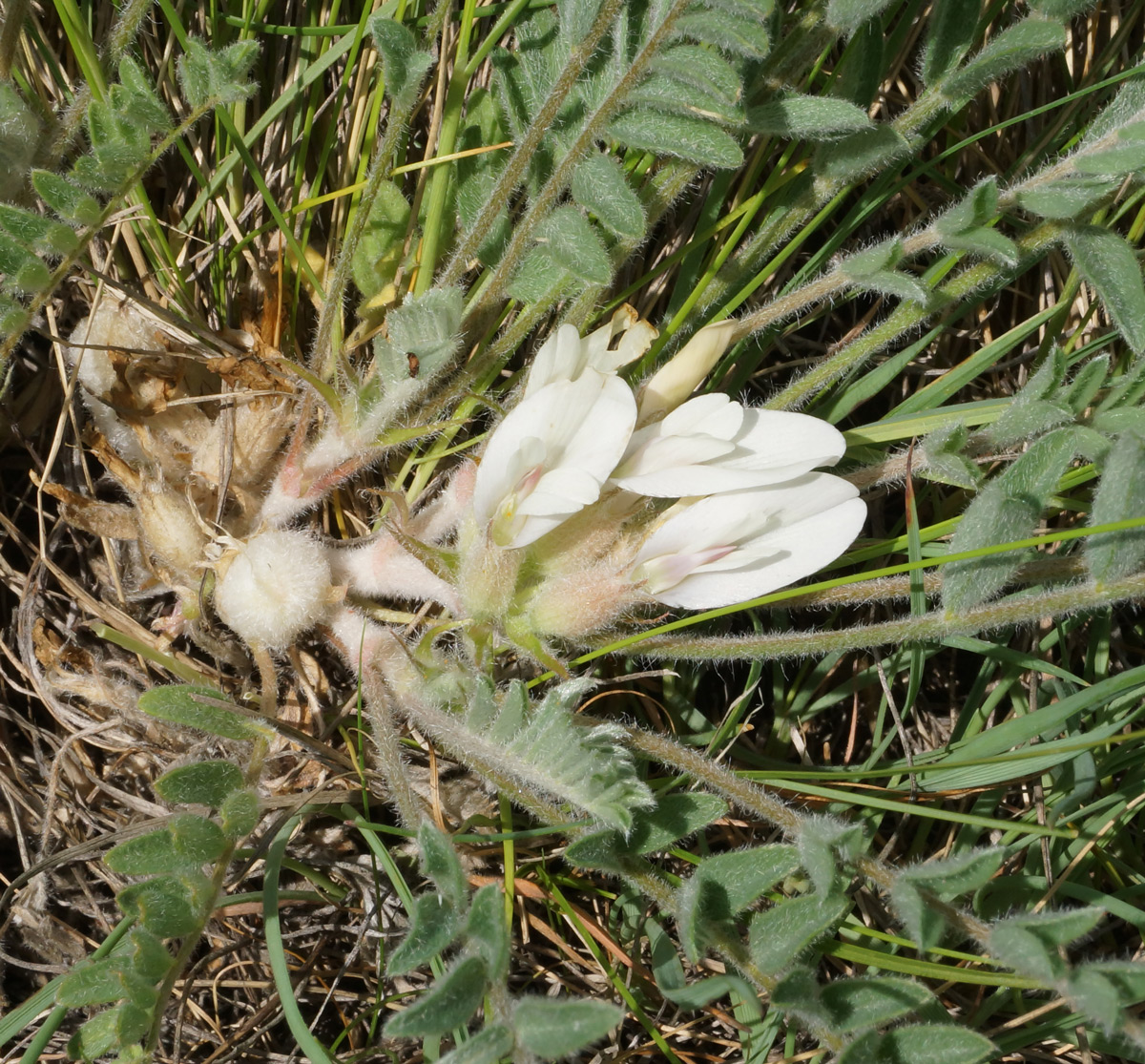 Изображение особи Astragalus testiculatus.