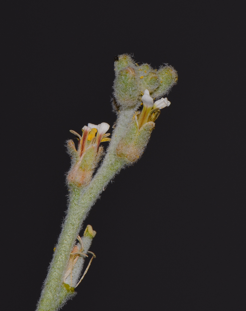 Image of Morettia parviflora specimen.