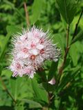 Spiraea humilis
