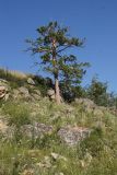 Pinus sylvestris. Засыхающее дерево на крутой каменистой сопке. Восточный Казахстан, Кокпектинский р-н, 25 км в горы от с. Пантелеймоновка, 1000 м н.у.м. 17.07.2015.