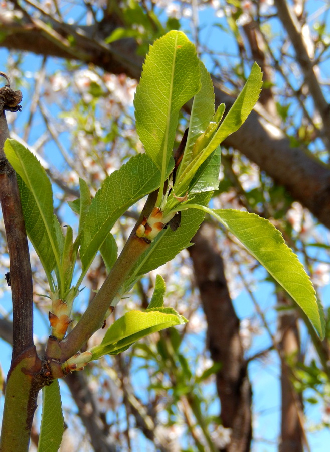 Изображение особи Amygdalus communis.