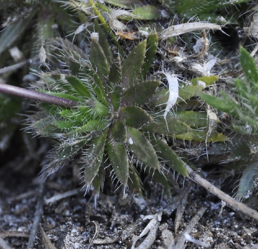 Image of Draba lasiocarpa specimen.