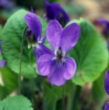 genus Viola