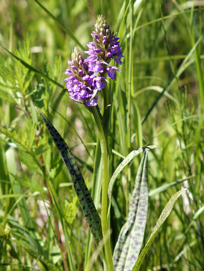 Image of Dactylorhiza baltica specimen.