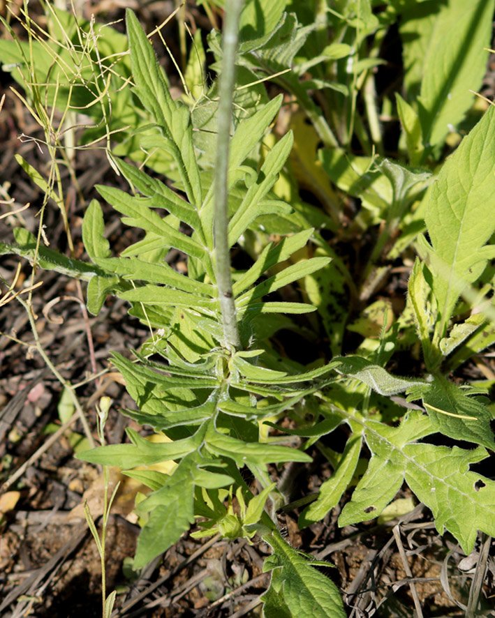 Image of Knautia arvensis specimen.