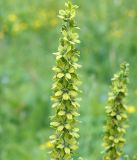 Veratrum lobelianum. Верхняя часть соцветия. Иркутская обл., Ольхонский р-н, южнее базы Чара, пойма руч. Хорга. 03.07.2014.