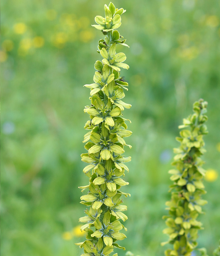 Image of Veratrum lobelianum specimen.