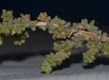 Image of taxon representative. Author is Татьяна Мальчинская