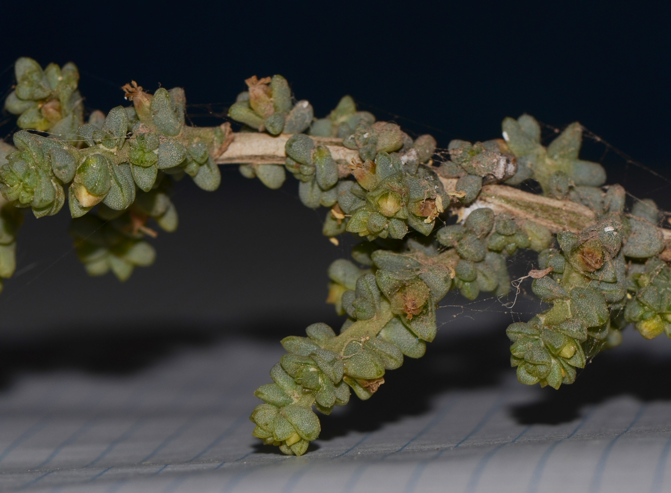 Image of Traganum moquinii specimen.