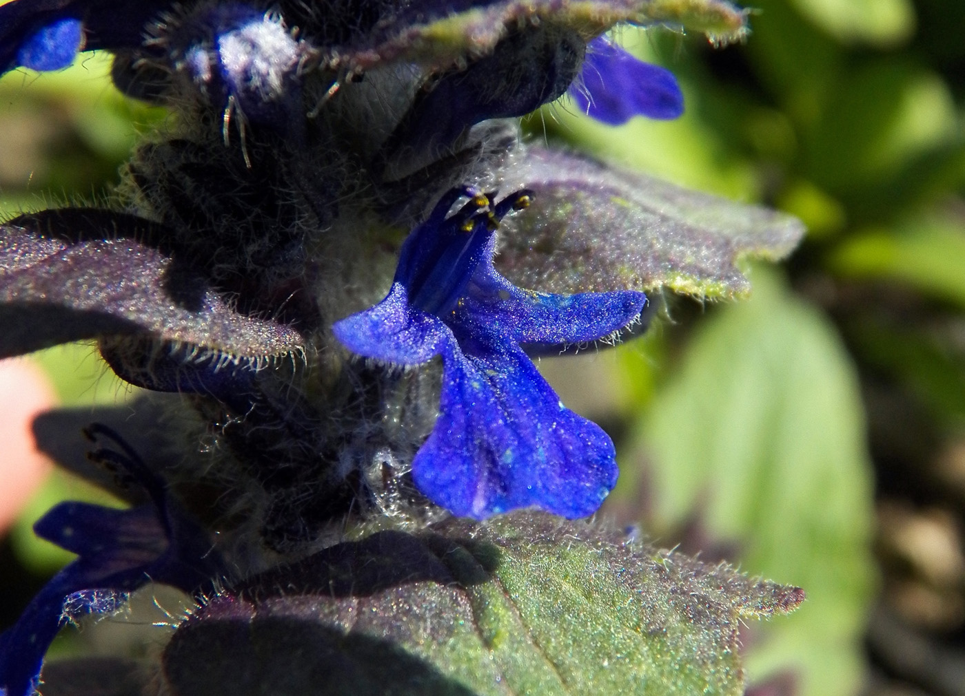 Изображение особи Ajuga genevensis.