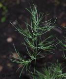 Poa bulbosa ssp. vivipara