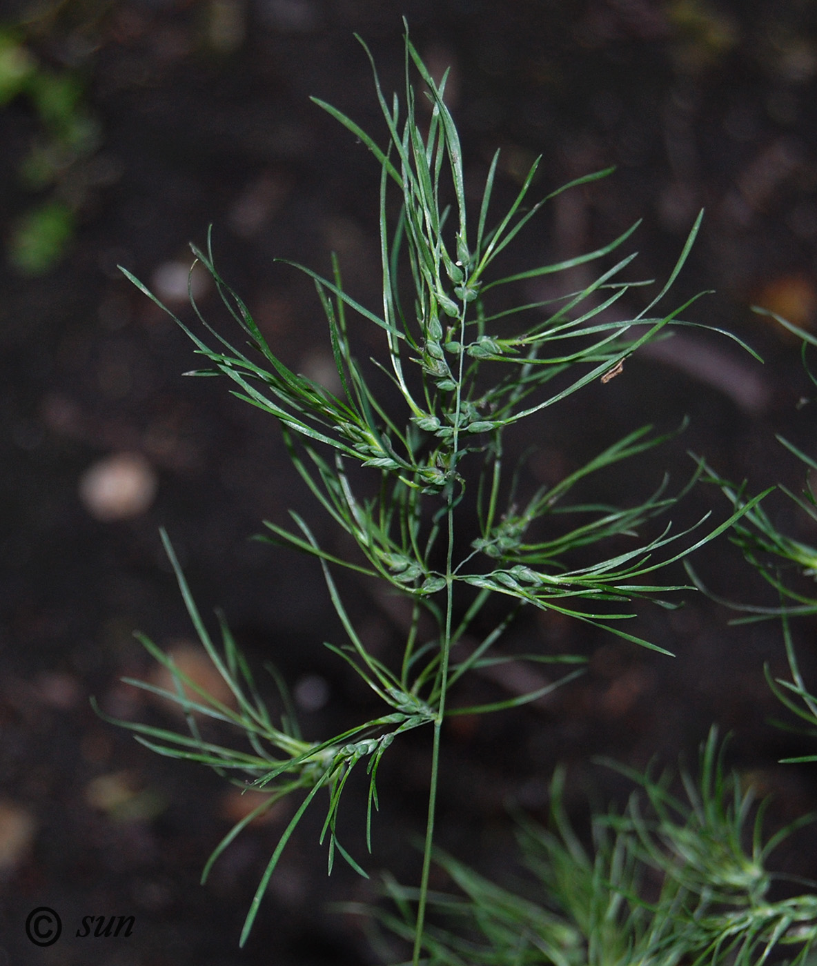 Изображение особи Poa bulbosa ssp. vivipara.