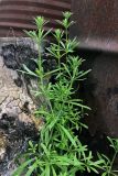 Galium aparine