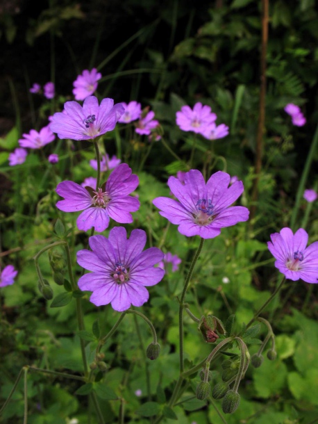Image of Geranium pyrenaicum specimen.