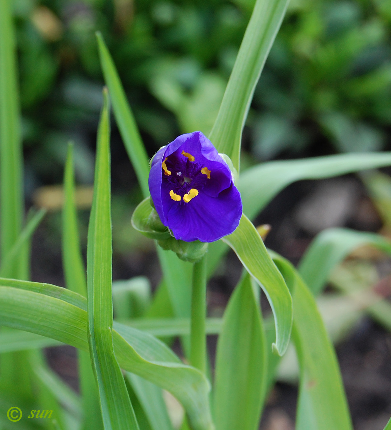 Image of Tradescantia virginiana specimen.