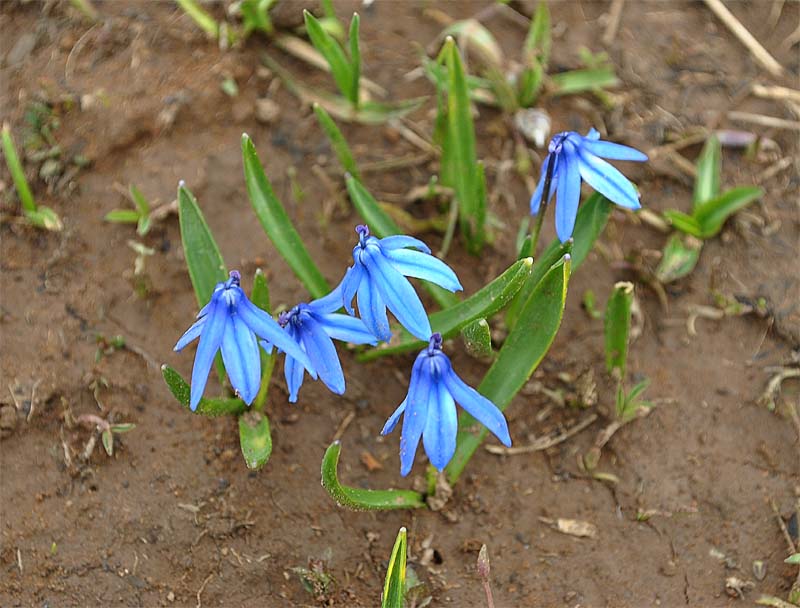 Изображение особи Scilla armena.