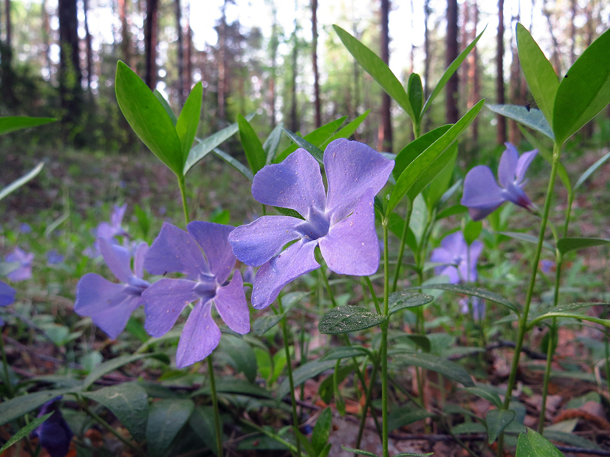 Image of Vinca minor specimen.