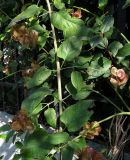 Holmskioldia sanguinea