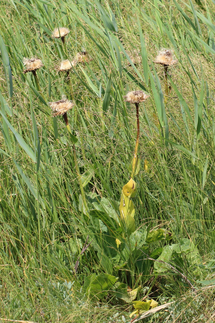 Image of Stemmacantha serratuloides specimen.