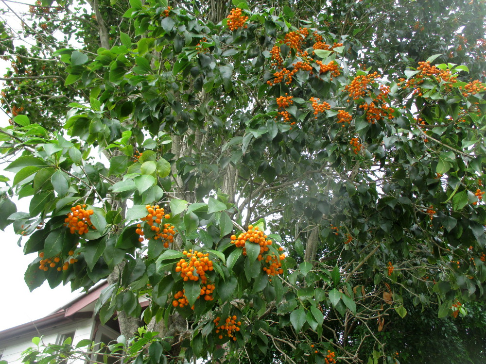 Image of Pittosporum rhombifolium specimen.