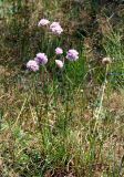 Armeria vulgaris