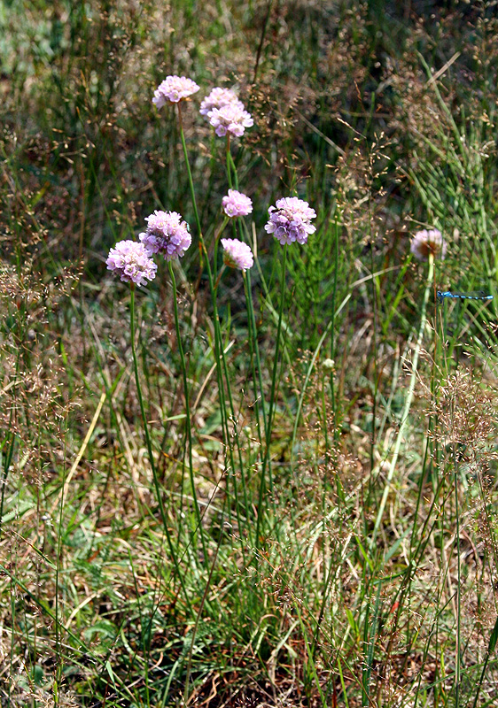 Изображение особи Armeria vulgaris.