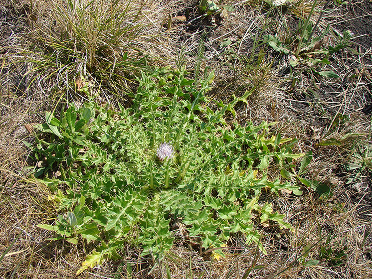 Изображение особи Cirsium esculentum.