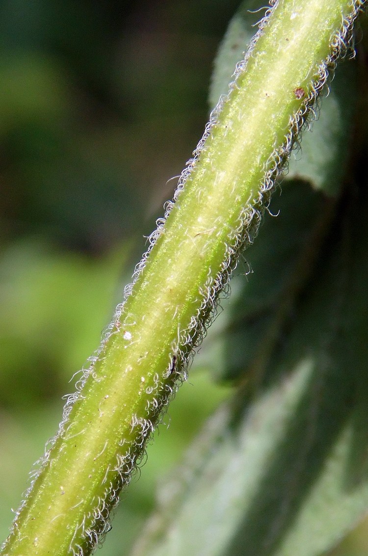 Image of Origanum vulgare specimen.