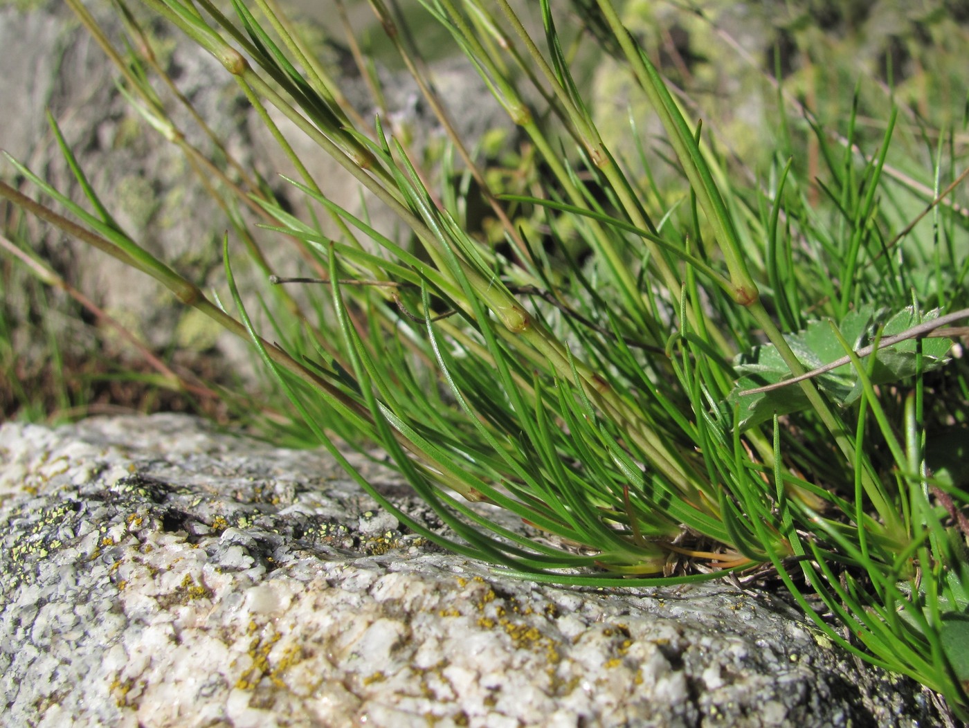 Image of Eremogone lychnidea specimen.