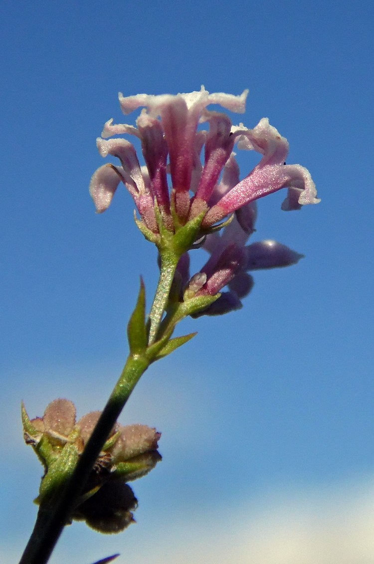 Изображение особи Asperula biebersteinii.