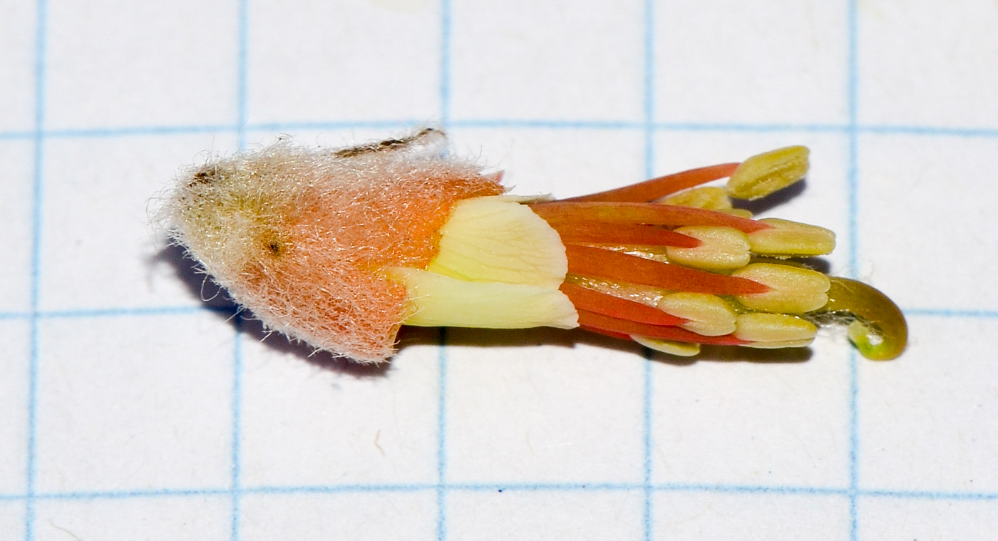 Image of Erythrina abyssinica specimen.