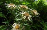 Carlina biebersteinii