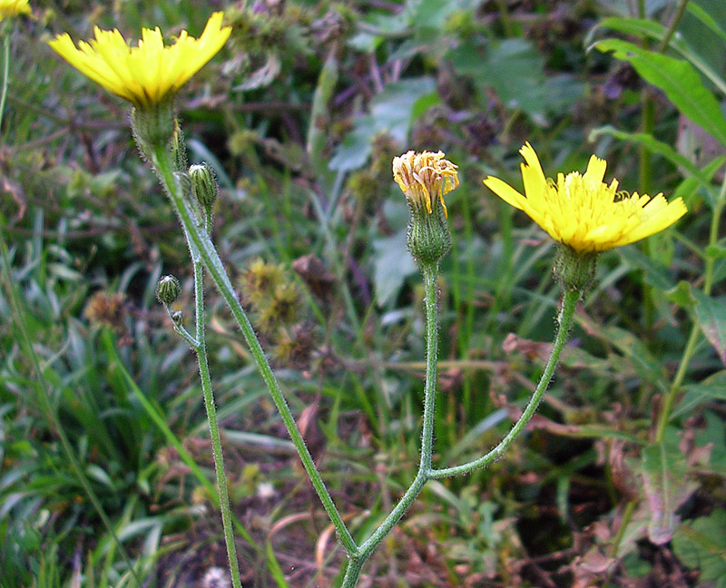 Изображение особи род Hieracium.