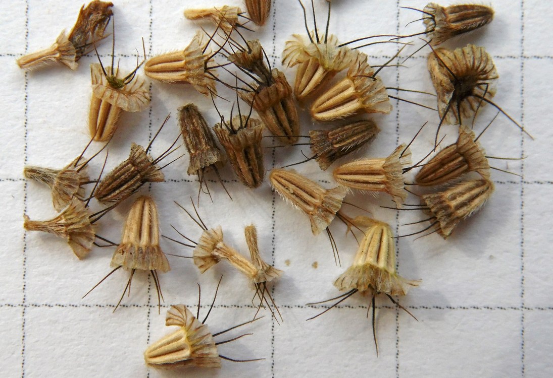 Image of Scabiosa ochroleuca specimen.