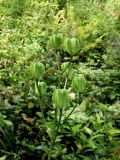 Lilium distichum