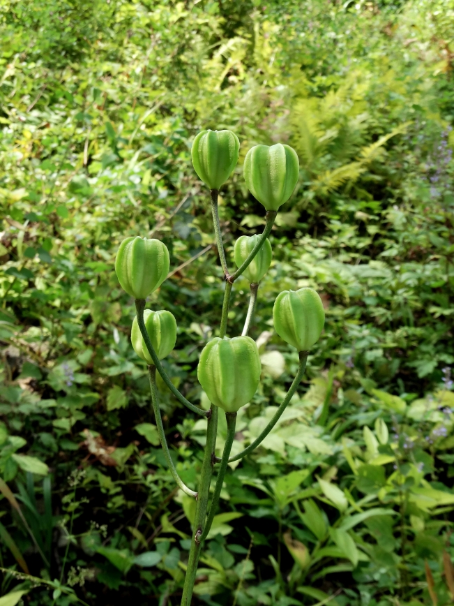 Image of Lilium distichum specimen.