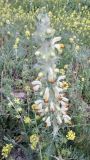 Phlomoides laciniata