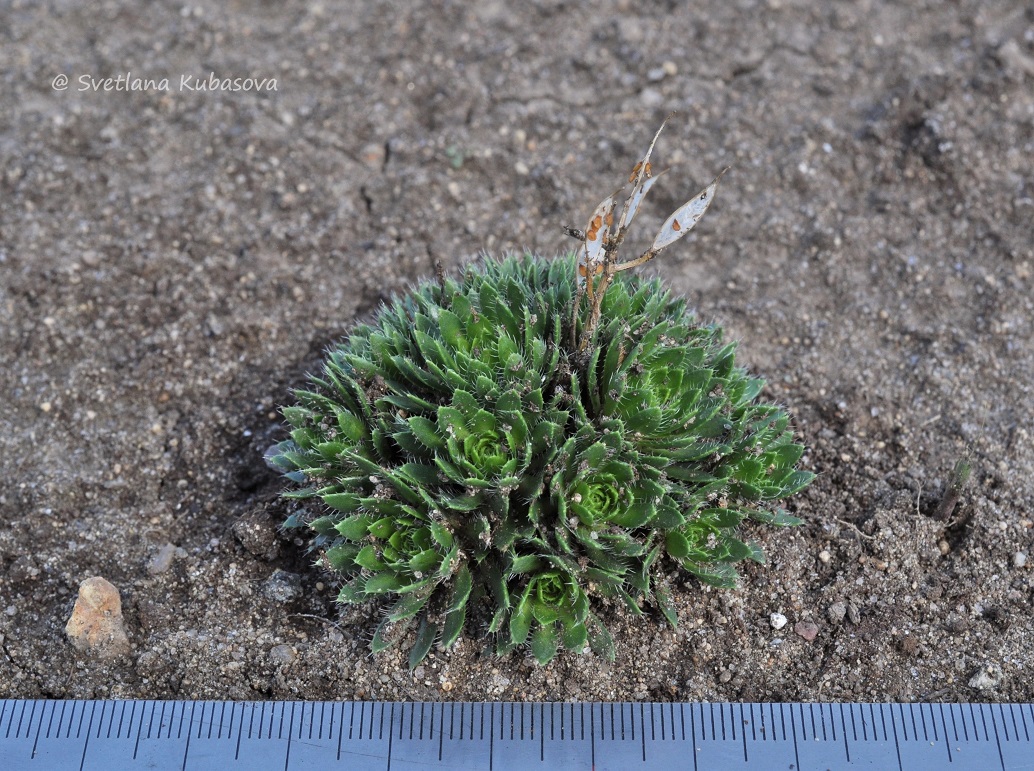 Image of Draba aizoides specimen.
