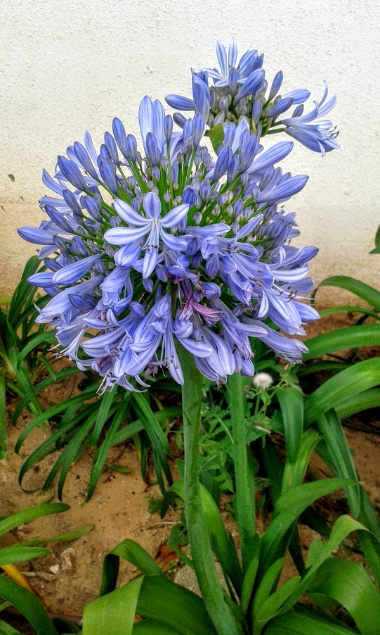 Image of Agapanthus africanus specimen.